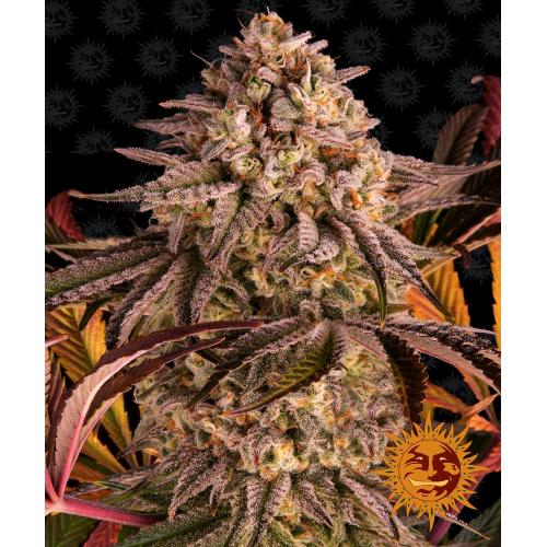BARNEY'S FARM - BLUE SUNSET SHERBET - 3 SEMI