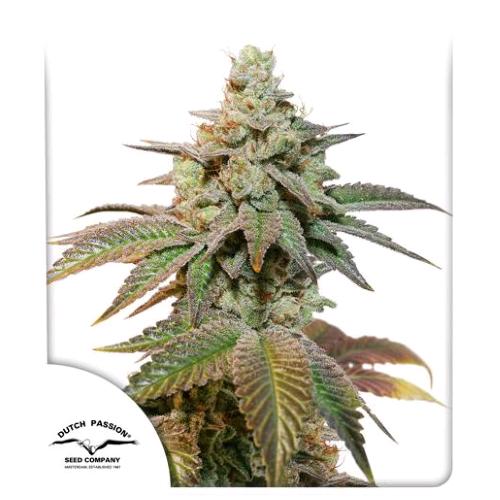 DUTCH PASSION - KEROSENE KRASH AUTO - 100 SEMI