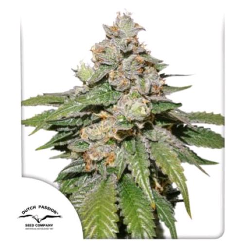 DUTCH PASSION - MOKUM'S TULIP AUTO - 3 SEMI