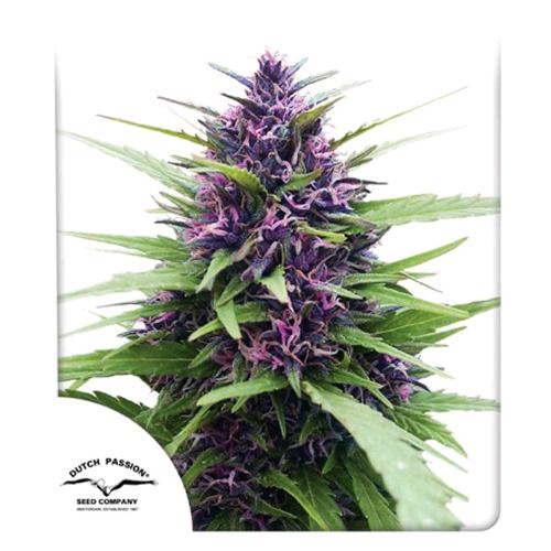 DUTCH PASSION - SHAMAN FEM - 3 SEMI