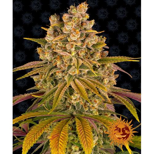 BARNEY'S FARM - LEMON TREE FEM - 5 SEMI