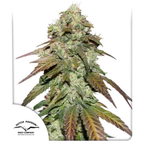 DUTCH PASSION - CBD MAZAR FEM - 5 SEMI