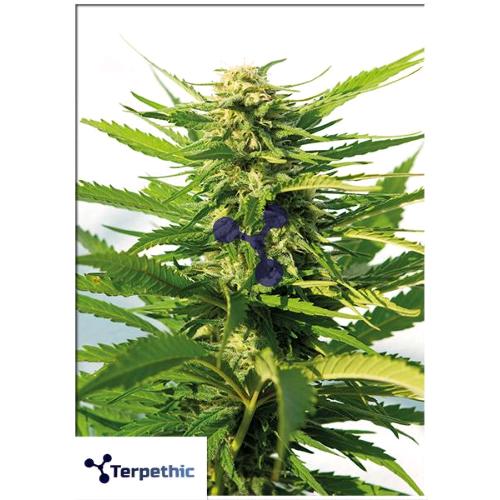 TERPETHIC - BIG LIME YOGURT FEM - 3 SEMI