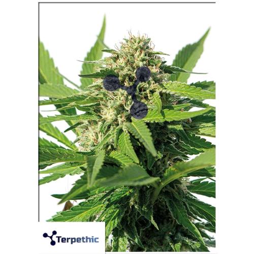 TERPETHIC - JUBILEE FRUIT FEM - 3 SEMI