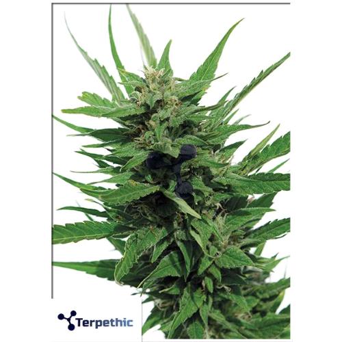 TERPETHIC - PINENE C MAJOR FEM - 3 SEMI