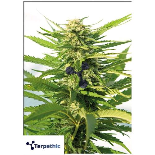TERPETHIC - INDIE DAWG FEM - 3 SEMI