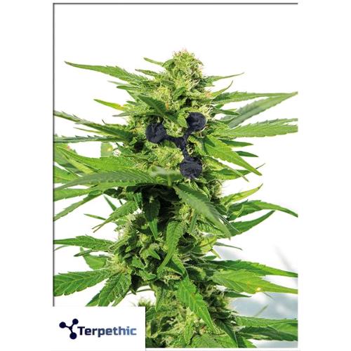 TERPETHIC - FAST MYRCENE FEM - FAST VERSION - 3 SEMI