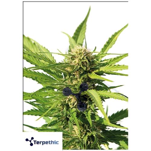 TERPETHIC - BIG LIME YOGURT XL AUTO - 3 SEMI