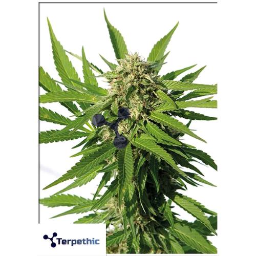 TERPETHIC - TROPIC XL AUTO - 3 SEMI