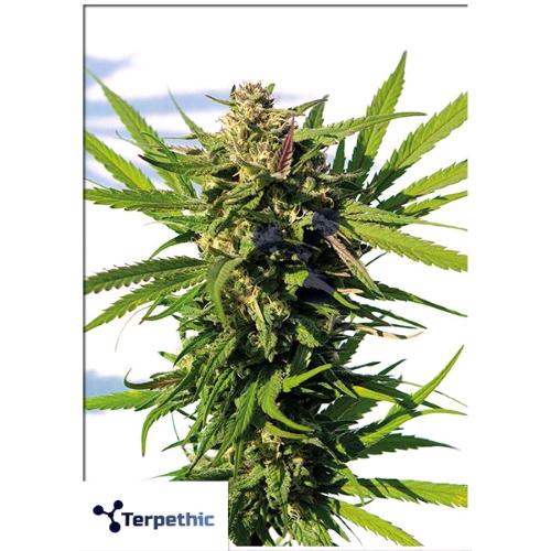 TERPETHIC - MAMA CANDY XL AUTO - 3 SEMI