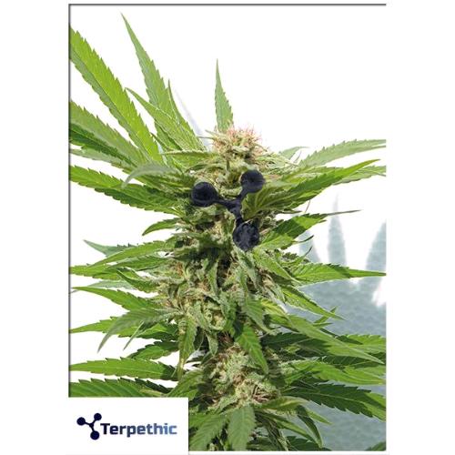TERPETHIC - LIMONENE  HAZE XL AUTO - 3 SEMI