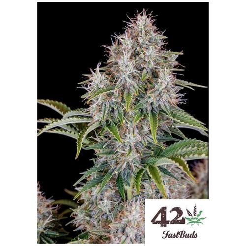 FAST BUDS - CINDERELLA AUTO - 10 SEMI