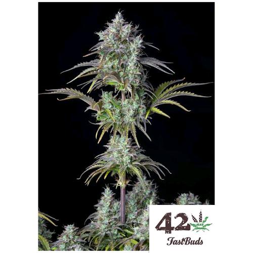 FAST BUDS - BIG BUD - 10 SEMI