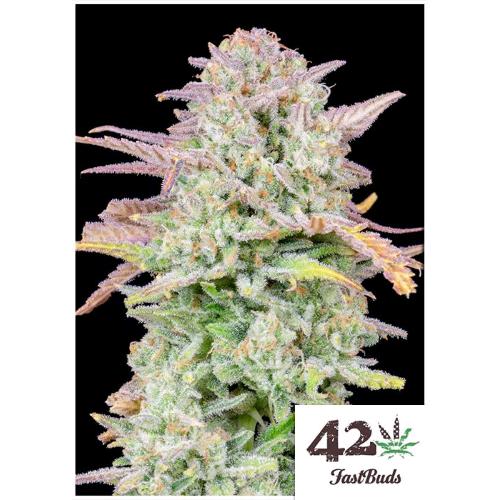 FAST BUDS - TRAINWRECK AUTO - 100 SEMI