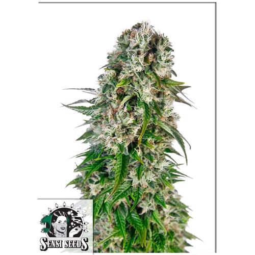SENSI SEEDS - BIG BUD AUTOMATICA - REDUX SERIES - 5 SEMI
