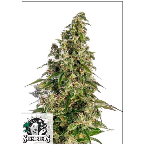 SENSI SEEDS - AFGHAN #1 AUTOMATICA - REDUX SERIES - 10 SEMI