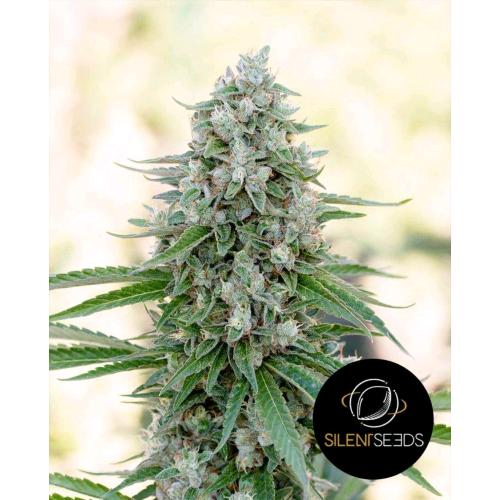 SILENT SEEDS - CRITICAL MANGO - 10 SEMI