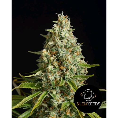 SILENT SEEDS - AMNESIA LEMON - 10 SEMI