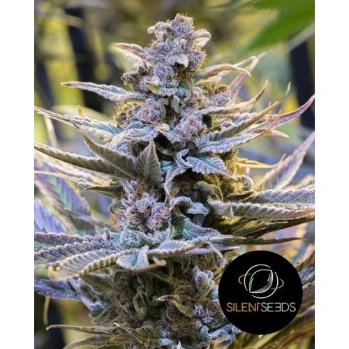 SILENT SEEDS - COOKIELATO - 3 SEMI