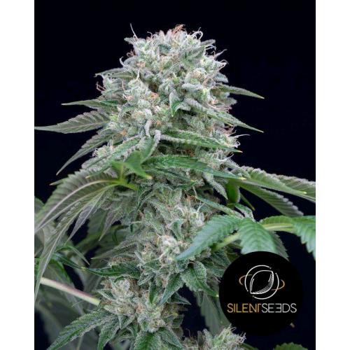 SILENT SEEDS - STARFIRE OG - 10 SEMI