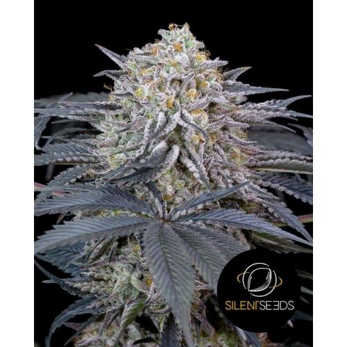 SILENT SEEDS - WATERMELON RUNTZ - 10 SEMI