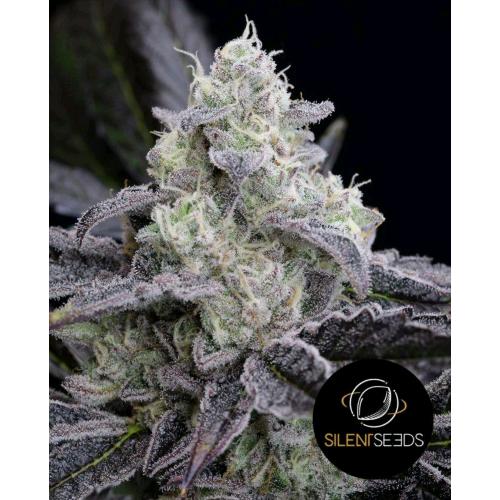 SILENT SEEDS - L.A. VANILLA CAKE - 10 SEMI