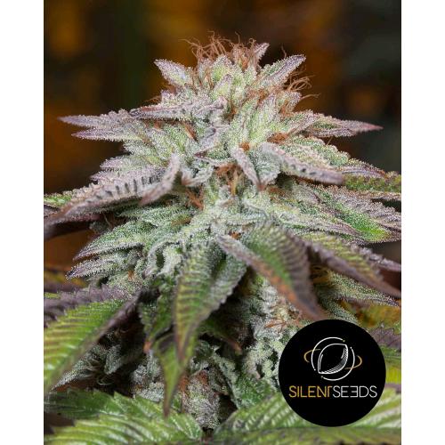 SILENT SEEDS - L.A. VANILLA CAKE AUTO - 5 SEMI
