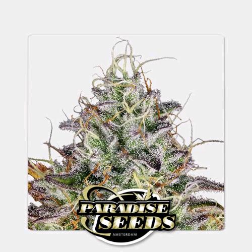 PARADISE SEEDS - APRICOT CANDY FEM - 3 SEMI