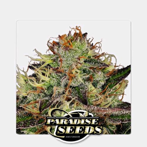 PARADISE SEEDS - CHOCOLATE WAFFLE FEM - 3 SEMI