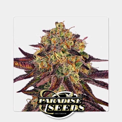 PARADISE SEEDS - TANGERINE SORBET FEM - 5 SEMI