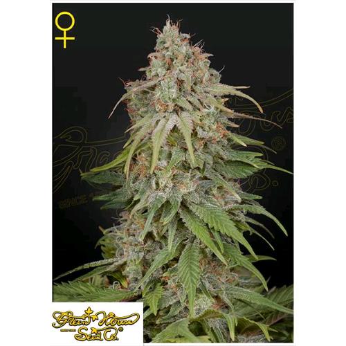 GREEN HOUSE - GH AMNESIA FEM - 10 SEMI