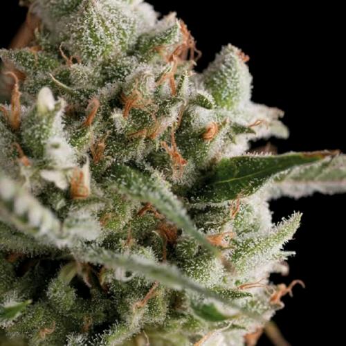 TRIKOMA SEEDS - SUPER CHEESE FEM - 100 SEMI