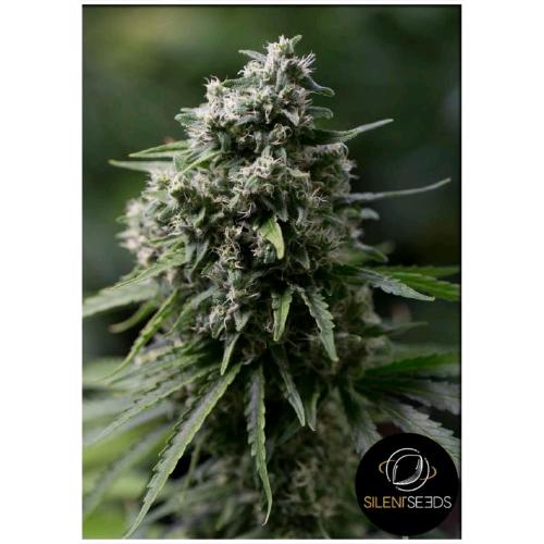 SILENT SEEDS - CRITICAL + 2.0 FEM - 5 SEMI
