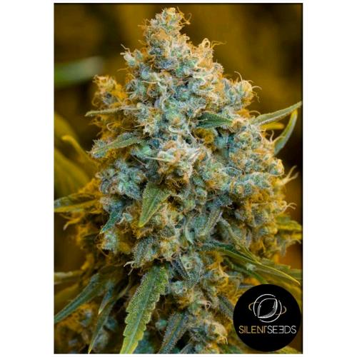 SILENT SEEDS - CRITICAL JACK FEM - 10 SEMI