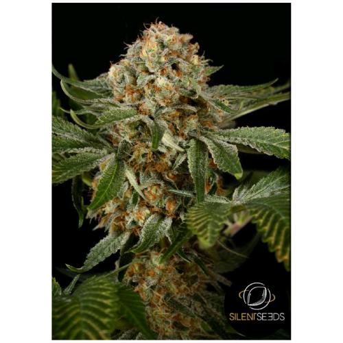 SILENT SEEDS - OG KUSH FEM - 10 SEMI