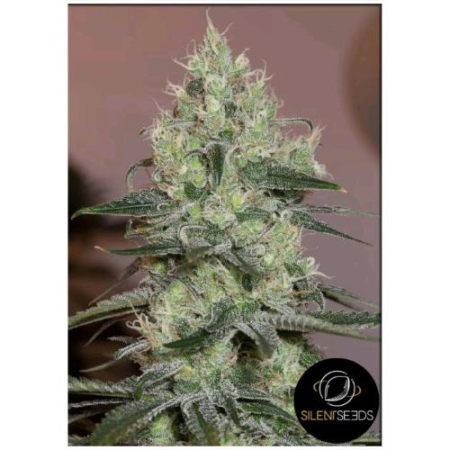 SILENT SEEDS - ORIGINAL AMNESIA FEM - 5 SEMI