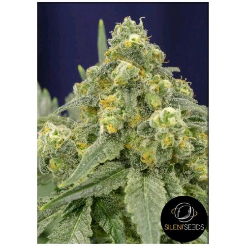 SILENT SEEDS - WHITE WIDOW FEM - 10 SEMI