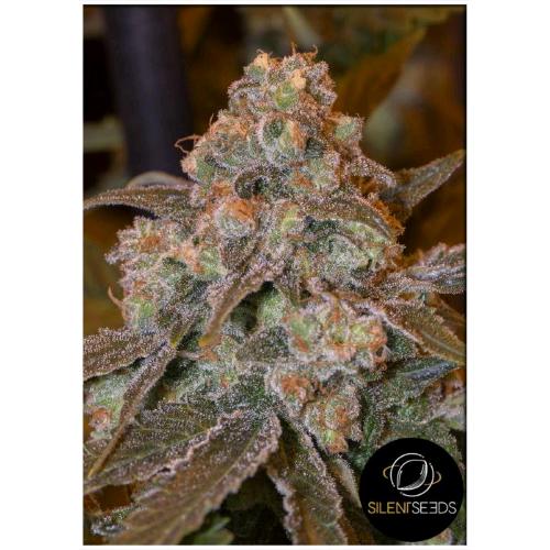 SILENT SEEDS - GORILLA FROST FEM - 10 SEMI