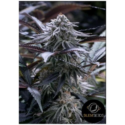 SILENT SEEDS - GRAPE JUICE FEM - 10 SEMI