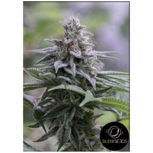 SILENT SEEDS - ZKITTLEZ 2.0 FEM - 10 SEMI