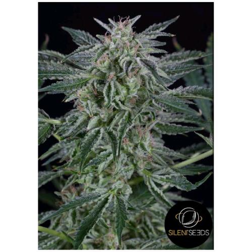 SILENT SEEDS - CRITICAL JACK AUTO - 10 SEMI