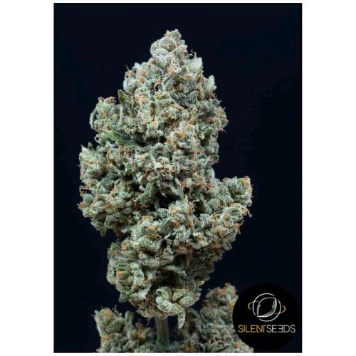 SILENT SEEDS - CRITICAL + 2.0 AUTO - 10 SEMI