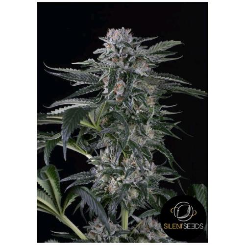 SILENT SEEDS - MOBY DICK AUTO - 5 SEMI