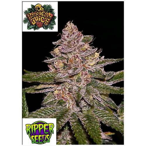 RIPPER SEEDS - RADICAL JUICE FEM - 3 SEMI