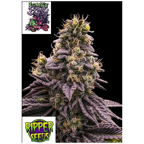 RIPPER SEEDS - ZOMBIE BRIDE FEM - 5 SEMI