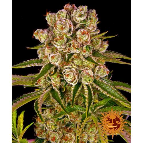 BARNEY'S FARM - KUSH MINTZ FEM - 10 SEMI