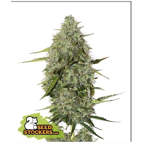 SEED STOCKERS - BCN CRITICAL XXL AUTO - 5 SEMI