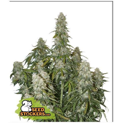 SEED STOCKERS - BIG BUD AUTO - 1 SEME
