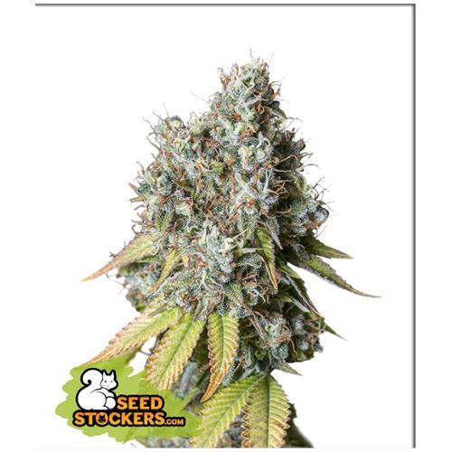 SEED STOCKERS - BRUCE BANNER AUTO - 3 SEMI