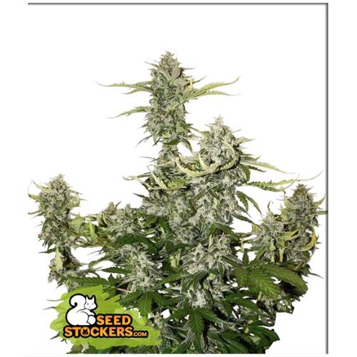 SEED STOCKERS - CANDY DAWG AUTO - 3 SEMI